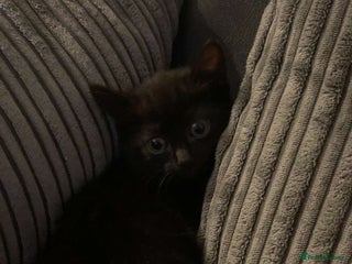 British Shorthair cats - Advert 1