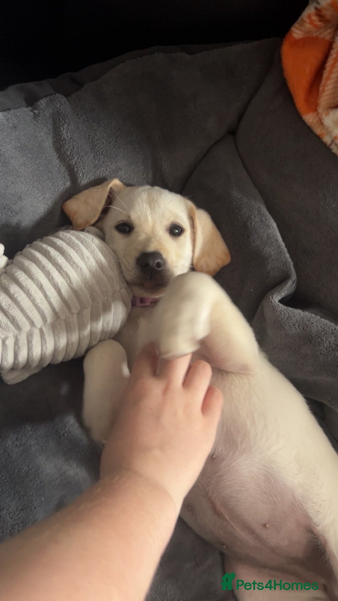 Labrador Retriever dogs for sale: Labrador Retriever - Bella  - Advert 7