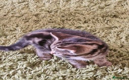 Mixed Breed cats for sale: Kittens - Image 18