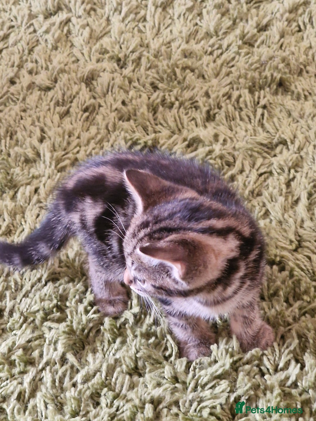 Mixed Breed cats for sale: Kittens - Image 18