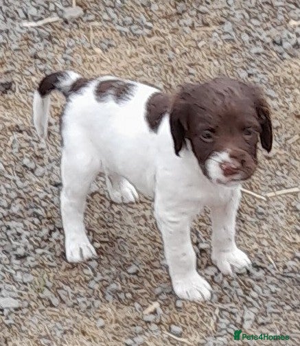English Springer Spaniel dogs Gorgeous English Springer Spaniels Puppies - Advert 1