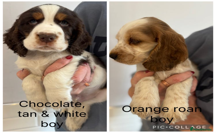 Cocker Spaniel dogs - Advert 4
