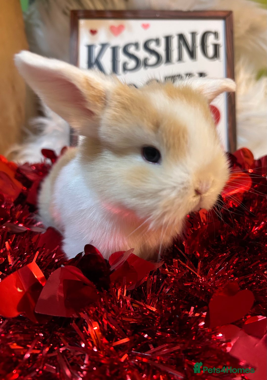 Mini Lop rabbits for sale: 🌼Mini lop Girls 🌼 - Advert 17