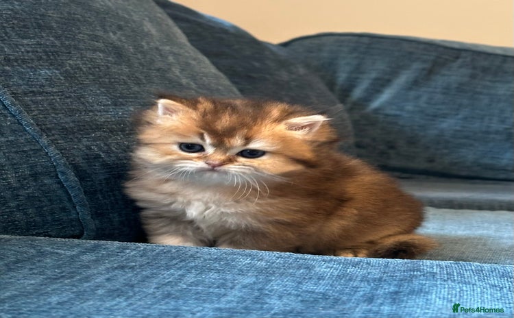 British Longhair cats - Advert 2