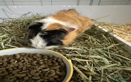 Guinea Pig rodents for sale: 2 male bonded guinea pigs and all accessories  - Image 5