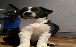 Border Collie dogs for sale: Last gorgeous boy available  - Image 3