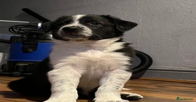 Border Collie dogs - Advert 8