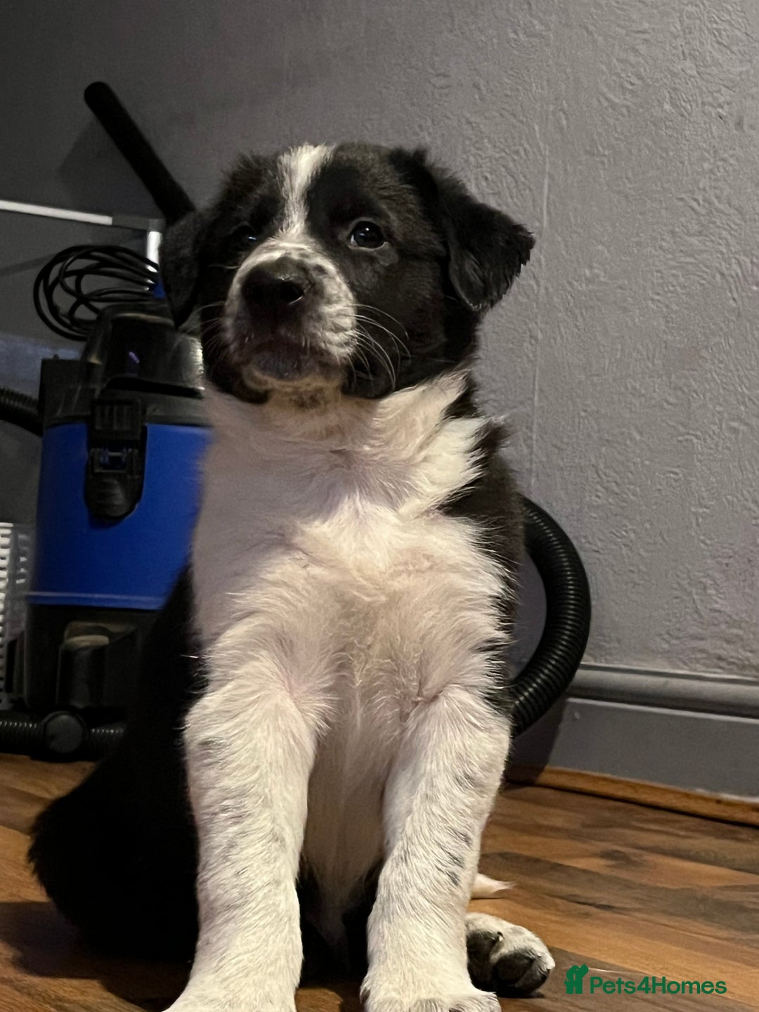 Border Collie dogs for sale: Last gorgeous boy available  - Image 3
