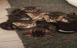 Mixed Breed cats for sale: Playful & cuddly Tabby-Bengal-Mix Kittens £200 - Image 27