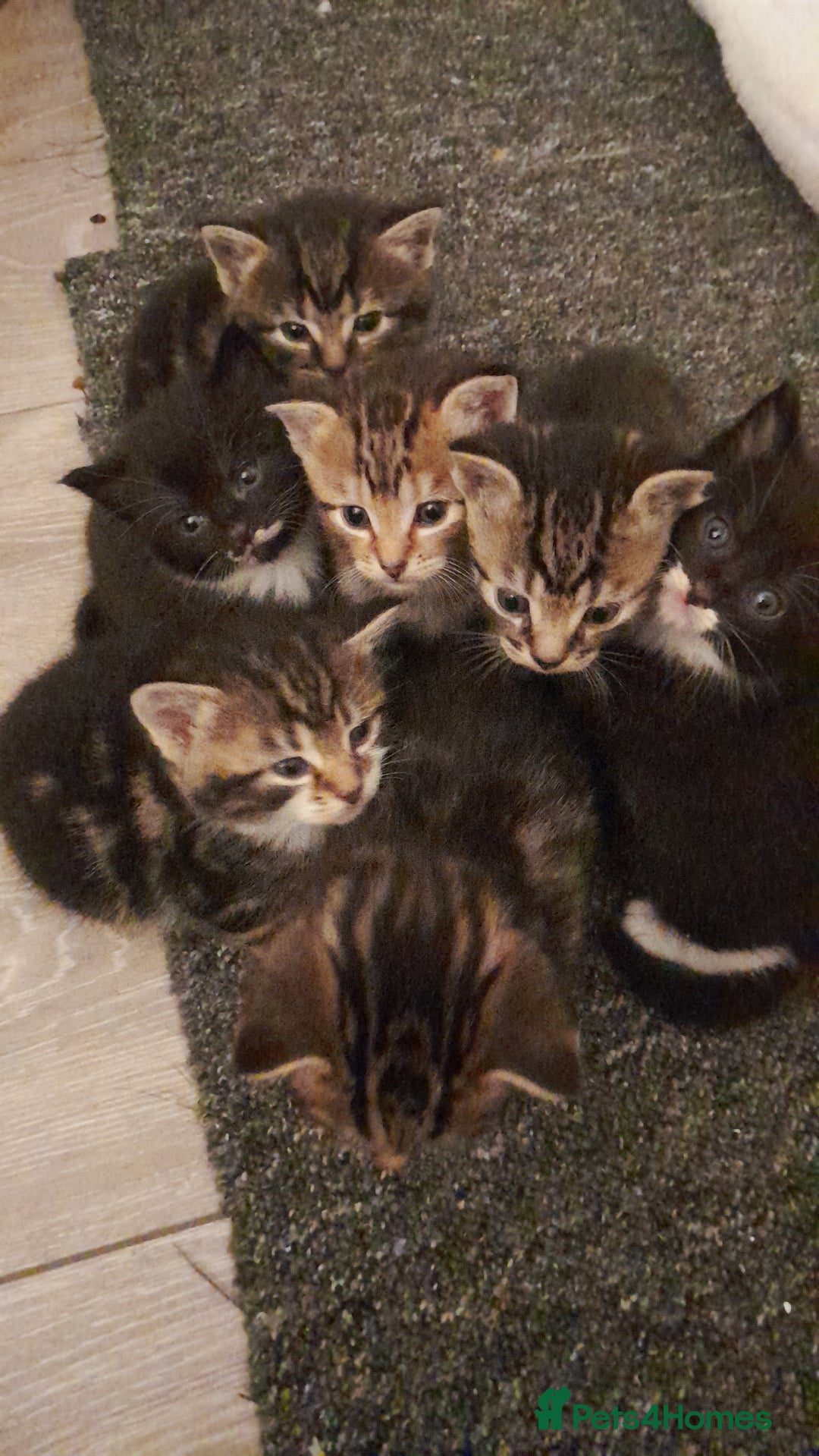 Mixed Breed cats for sale: Playful & cuddly Tabby-Bengal-Mix Kittens £200 - Image 27