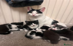 Mixed Breed cats for sale: 5 beautiful kittens looking for forever home  - Image 11