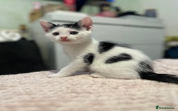 Domestic Shorthair cats for sale: Adorable Black & White Domestic Shorthair Kittens - Image 10