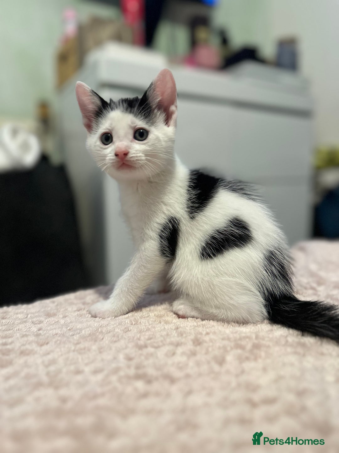 Domestic Shorthair cats for sale: Adorable Black & White Domestic Shorthair Kittens - Image 10