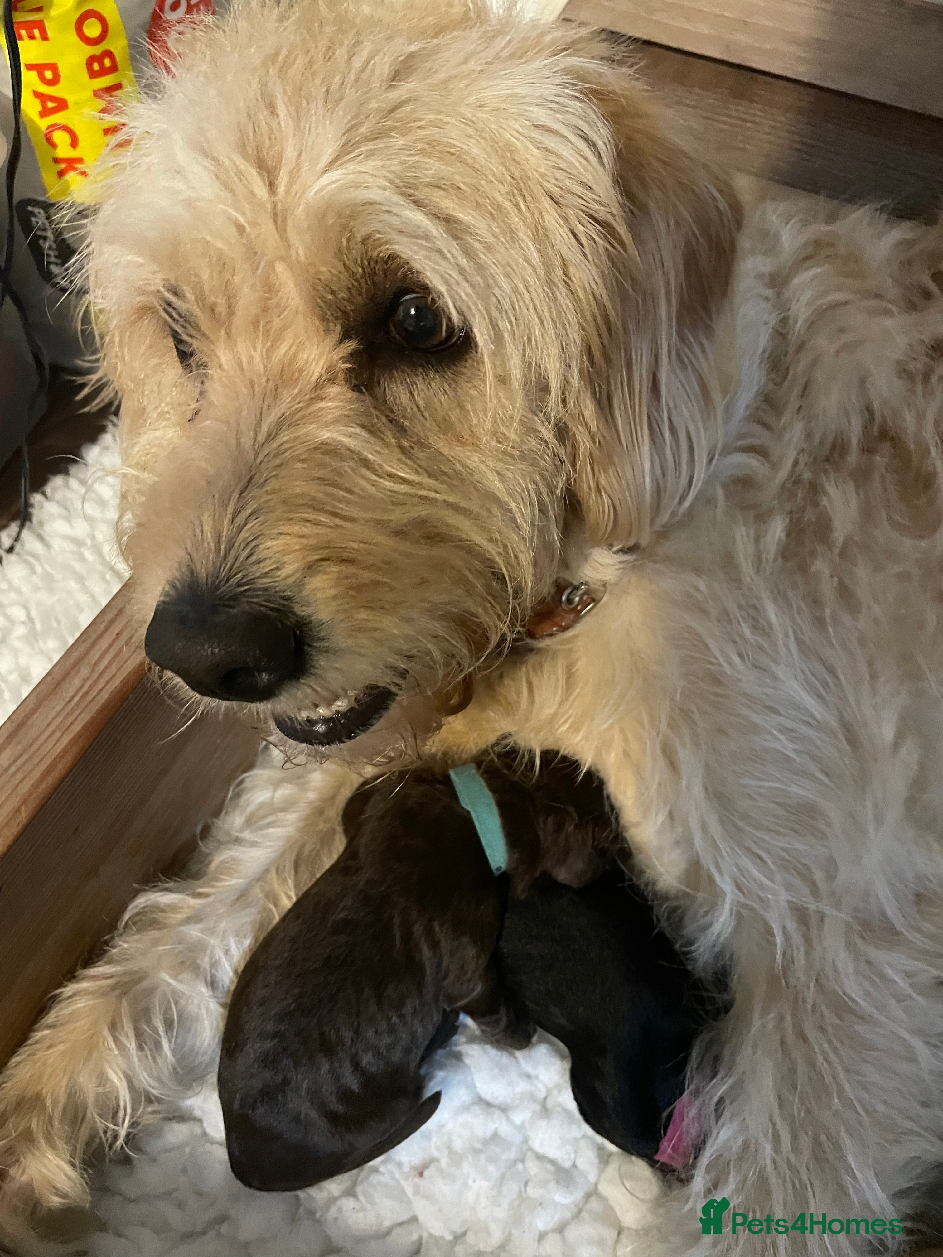 Double Doodle dogs Labradoodle/Sproodle X - Advert 2