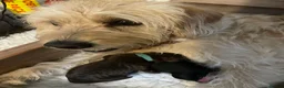 Double Doodle dogs for sale: Labradoodle/Sproodle X in Swindon - Advert 2