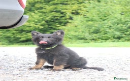 German Shepherd dogs for sale: German Shepherd puppies - Image 1