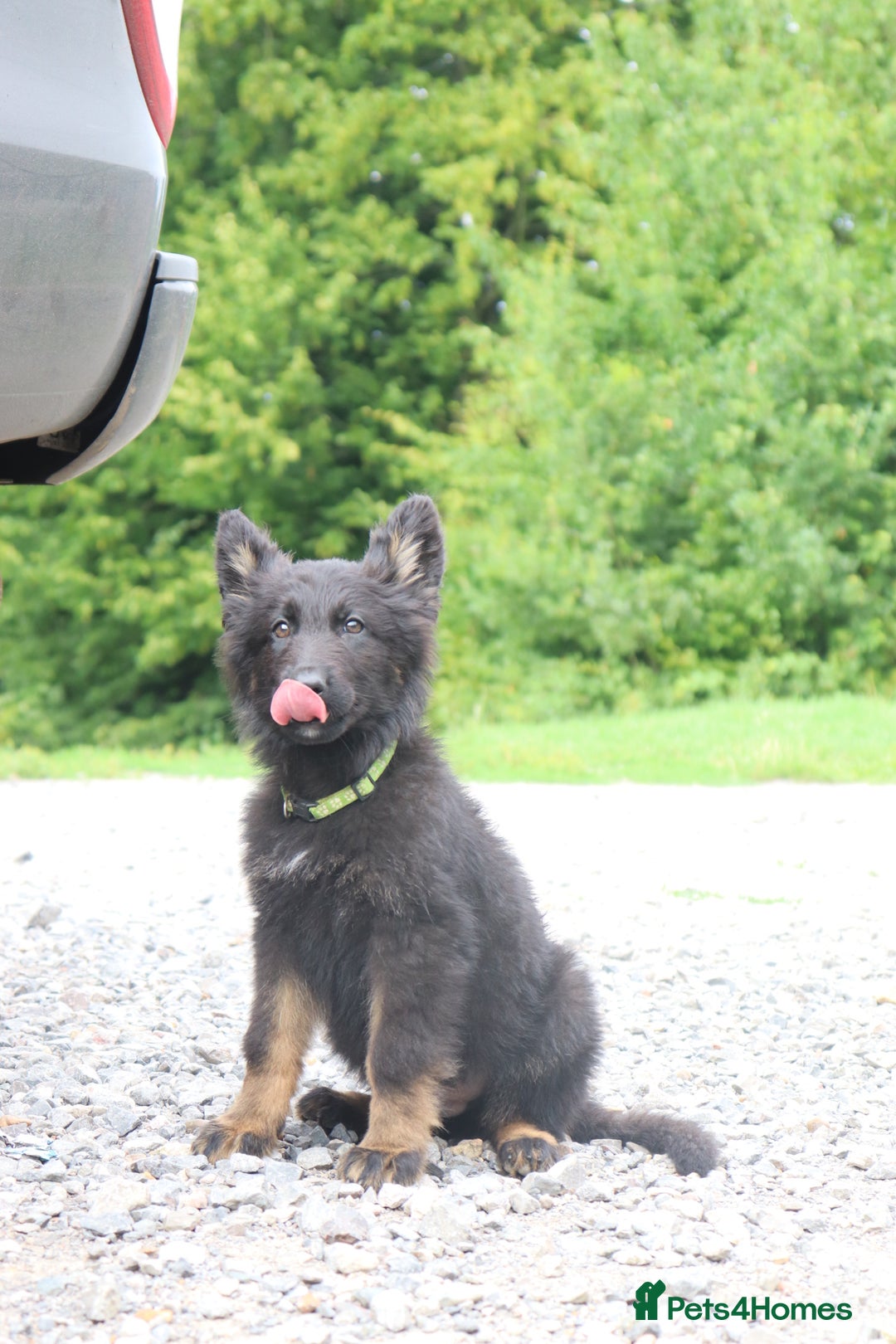 German Shepherd dogs for sale: German Shepherd puppies - Image 1