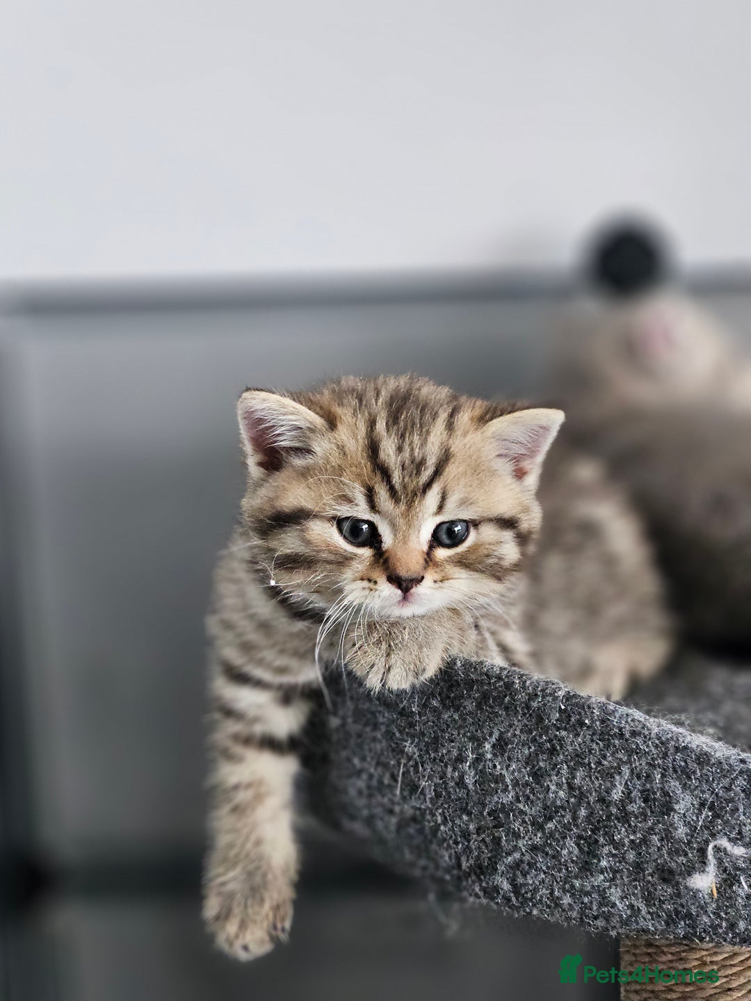 British Shorthair cats for sale: Rare GCCF Registered British Shorthair Kittens  - Image 6