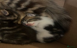 British Shorthair cats for sale: 5 beautiful kittens available from 18th December  - Advert 9