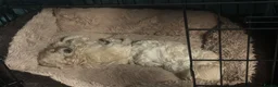 Maltipoo dogs for sale: 🐾 Russian Toy Poodle&Korean Maltese Male Puppies - Advert 8