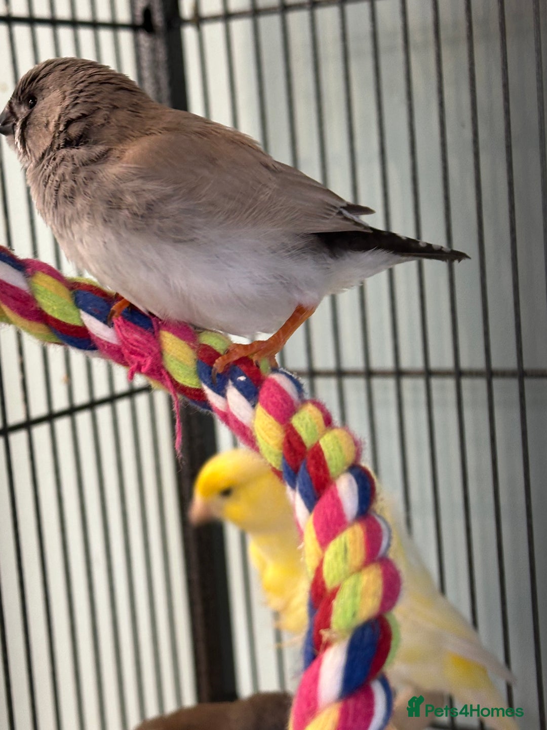 Finches birds for sale: Zebra finch babies for sale - Advert 3