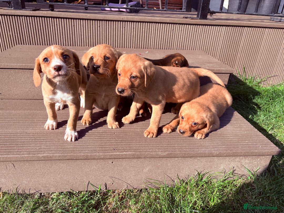 Mixed Breed dogs for sale: Labrador x Beagle  - Image 10