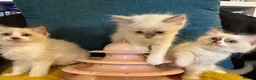 Ragdoll cats for sale: Pure ragdoll 7 weeks old clearance sale London  - Advert 10