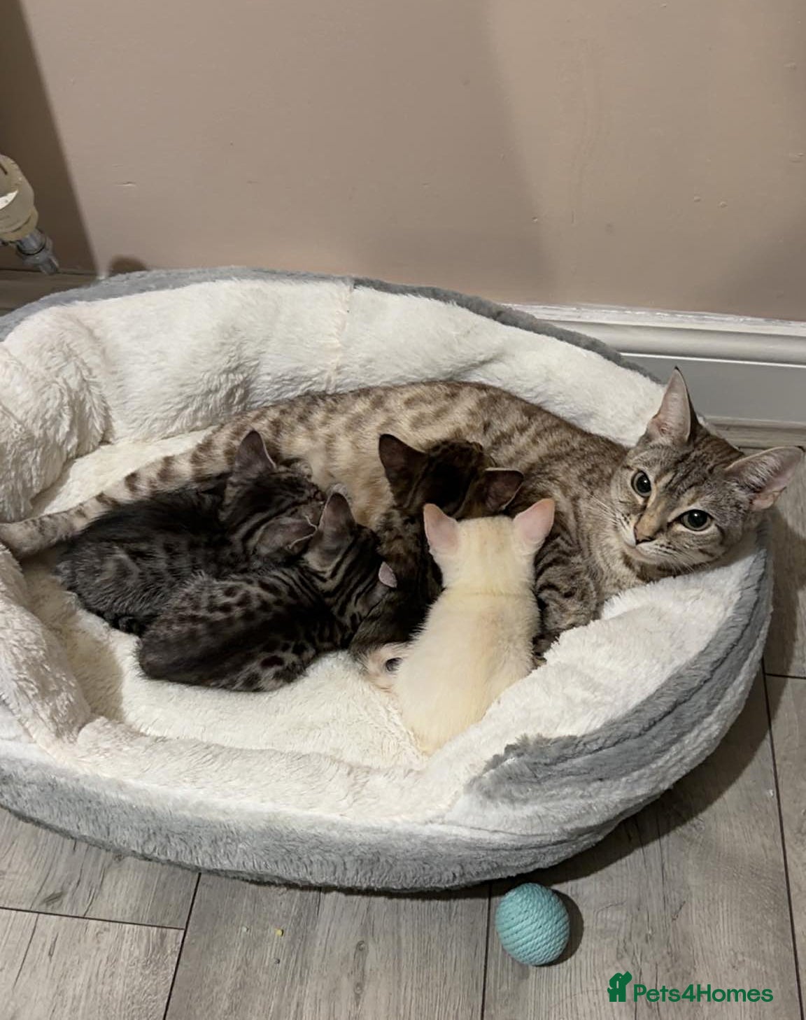 Bengal cats 🐾 Adorable Kittens for Sale 🐾 - Advert 7