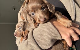 Miniature Dachshund dogs for sale: Isabella tan miniture dachshunds for sale⭐️ - Image 5