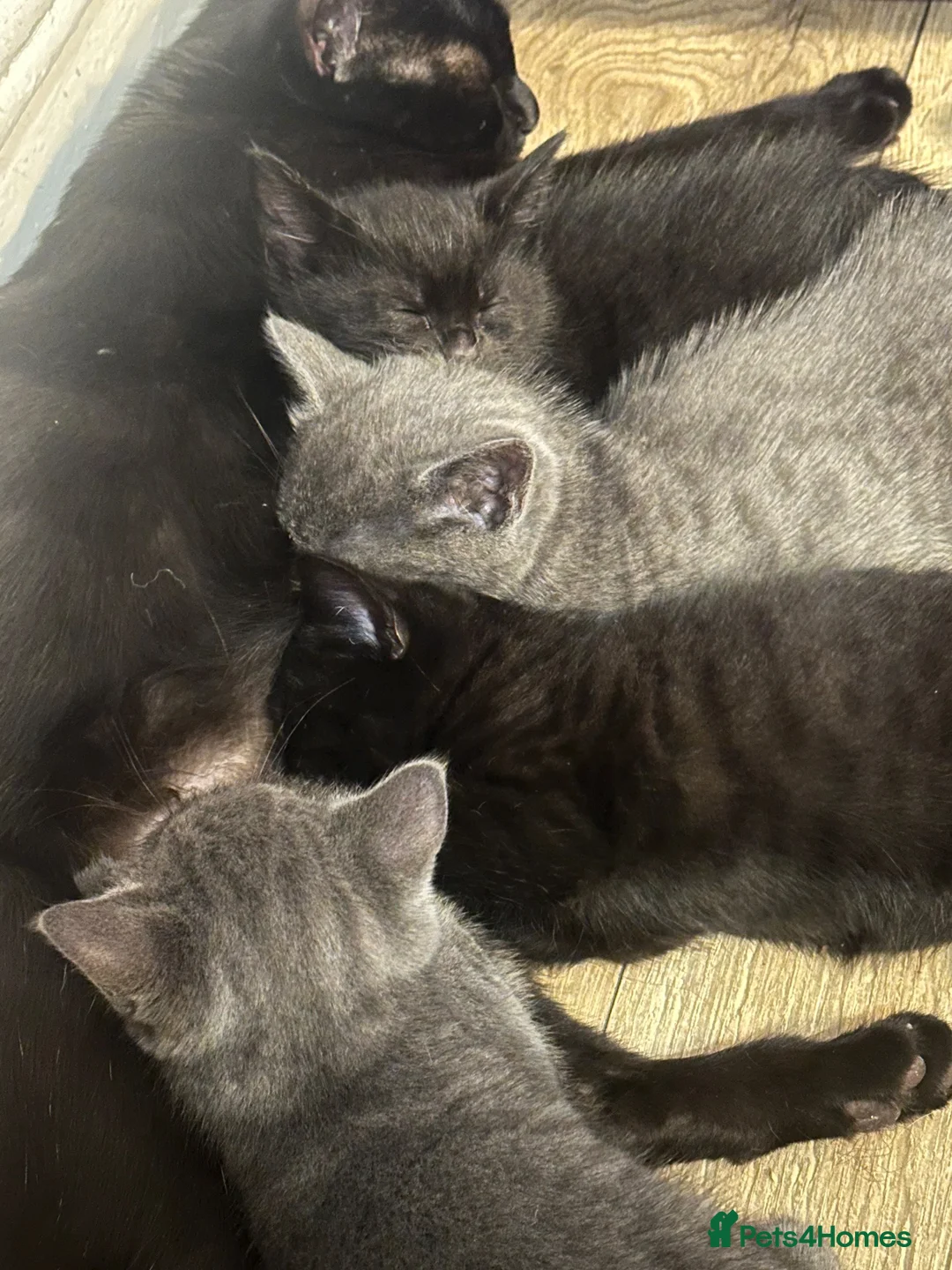 Mixed Breed cats for sale: Four half Russian blue kittens - Advert 2