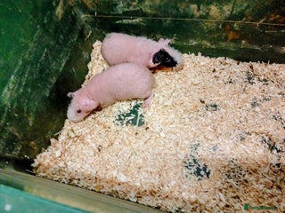 Guinea Pig rodents Baby skinny Pigs - Advert 1