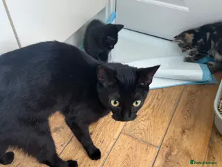 Mixed Breed cats Tabby kitten looking for a good home - Advert 2