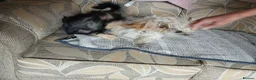 Yorkiepoo dogs for sale: Yorkie jack in Burton-on-Trent - Advert 4