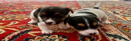 Mixed Breed dogs for sale: First litter of 7 Jack Russel puppies  - Advert 14