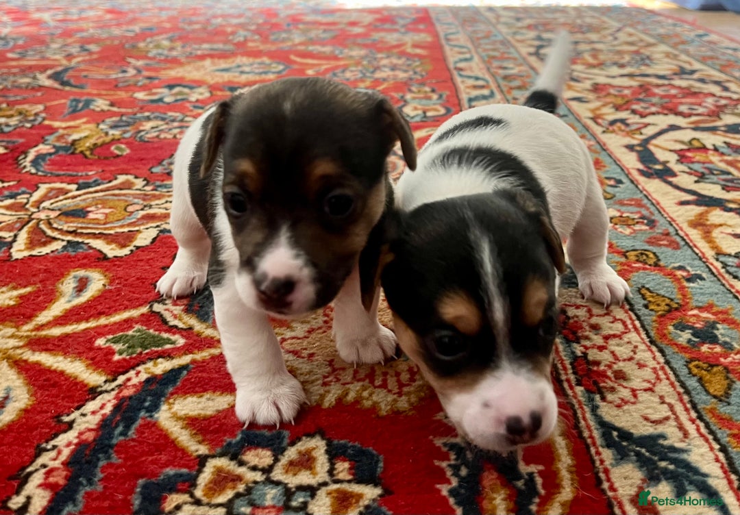 Mixed Breed dogs for sale: First litter of 7 Jack Russel puppies  - Advert 14