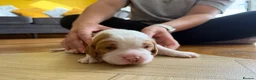 Mixed Breed dogs for sale: Beautiful Cockalier Puppies for Sale in Halifax - Advert 7