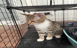 Mixed Breed cats for sale: Beautiful Tabby - Image 2