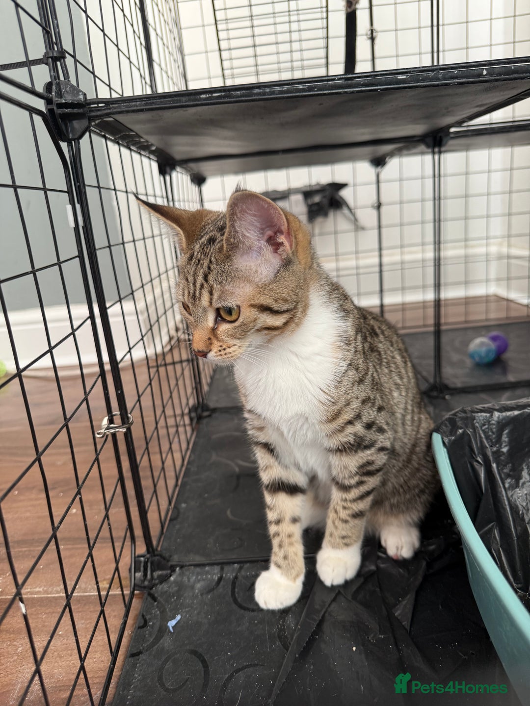 Mixed Breed cats for sale: Beautiful Tabby - Image 2