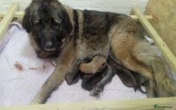 Mixed Breed dogs for sale: Caucasian Shepherd  Possible Cross) Pups for sale  - Image 2