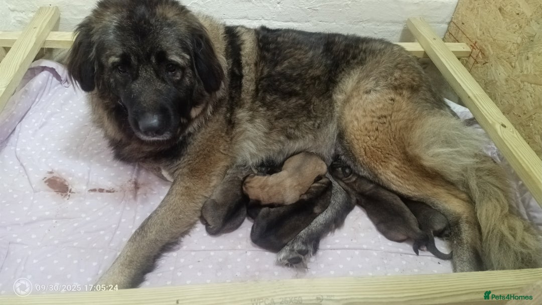 Mixed Breed dogs for sale: Caucasian Shepherd  Possible Cross) Pups for sale  - Image 2