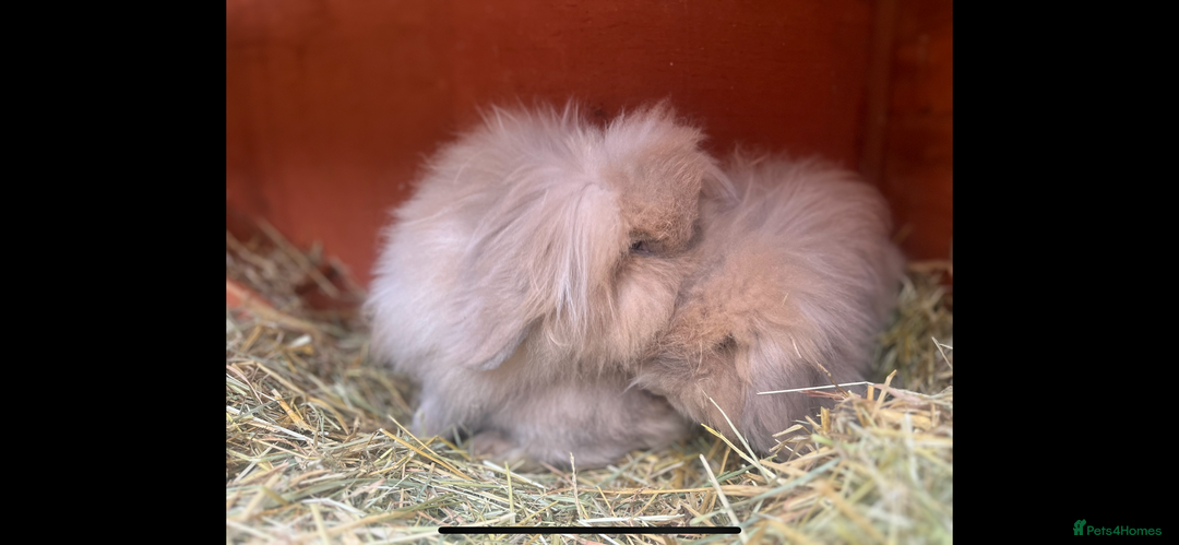 Mini Lion Lop rabbits for sale: Bonded lion lops looking for loving home  - Image 3