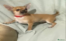 Chihuahua dogs for sale: 1 male and 1 female smooth coat Chihuahua - Image 2