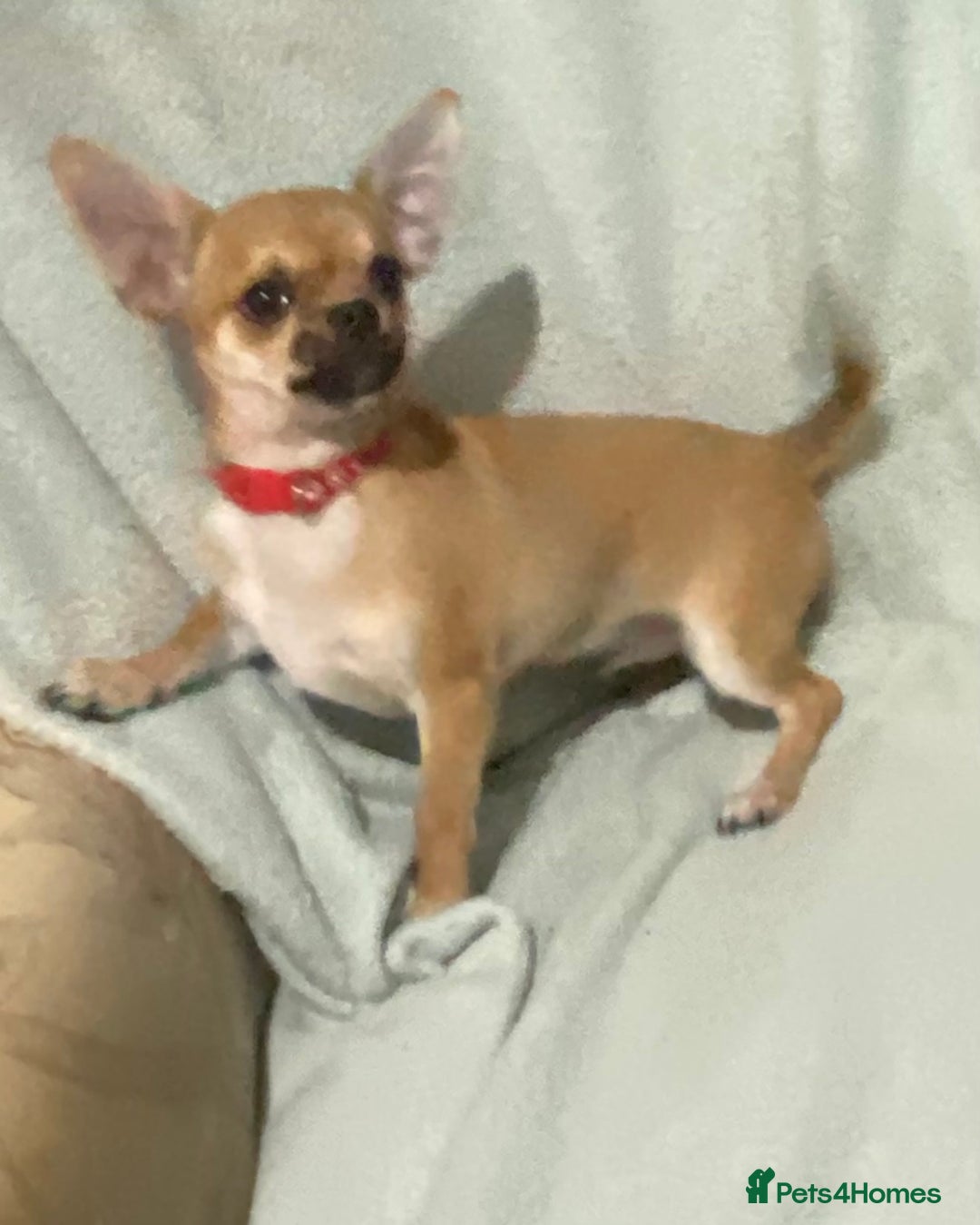 Chihuahua dogs for sale: 1 male and 1 female smooth coat Chihuahua - Image 2