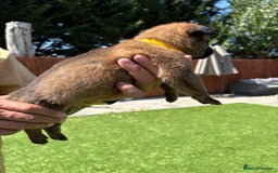 Belgian Shepherd Dog dogs for sale: Belgian Malinois puppies  - Image 4
