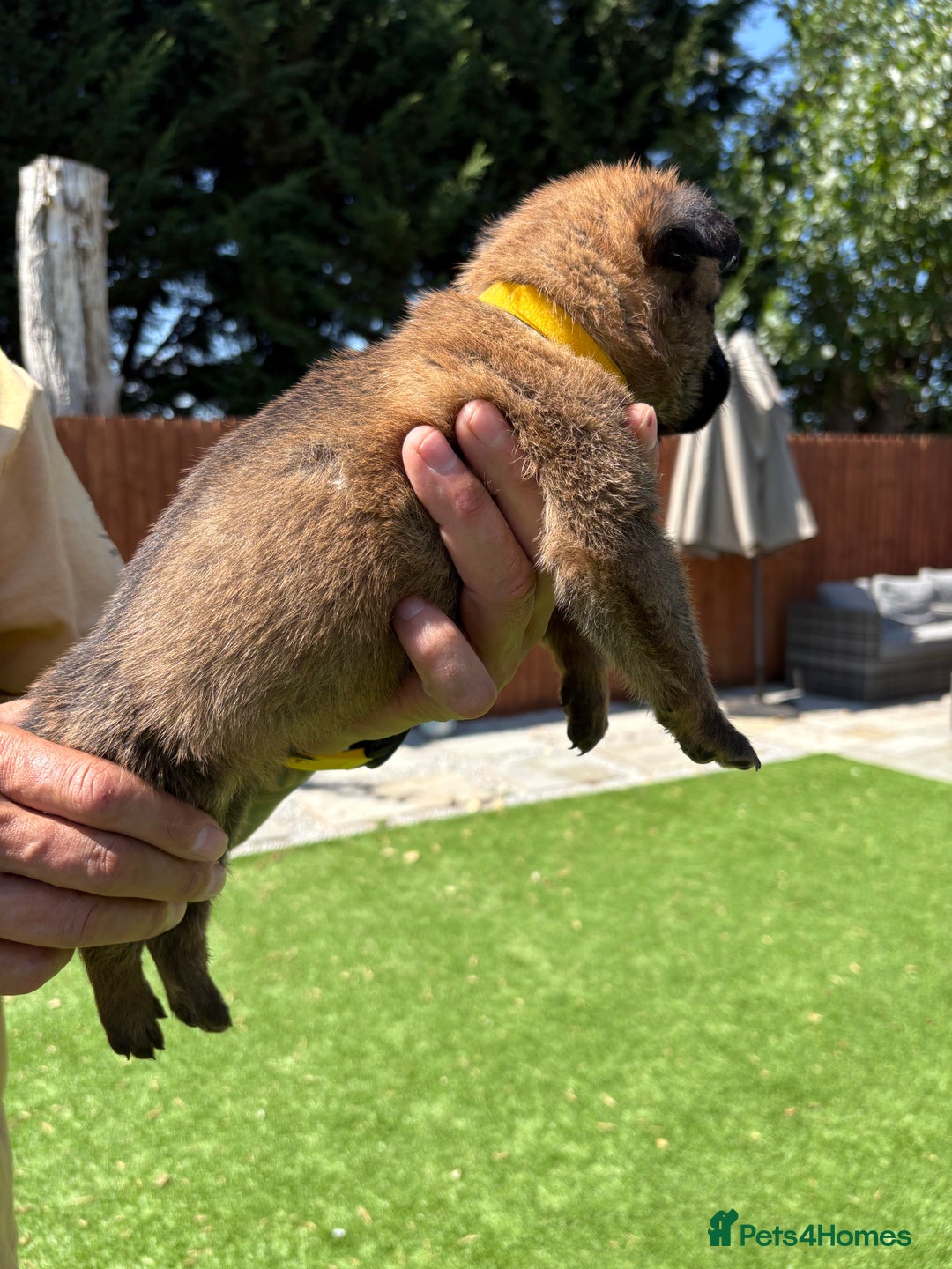 Belgian Shepherd Dog dogs for sale: Belgian Malinois puppies  - Image 4