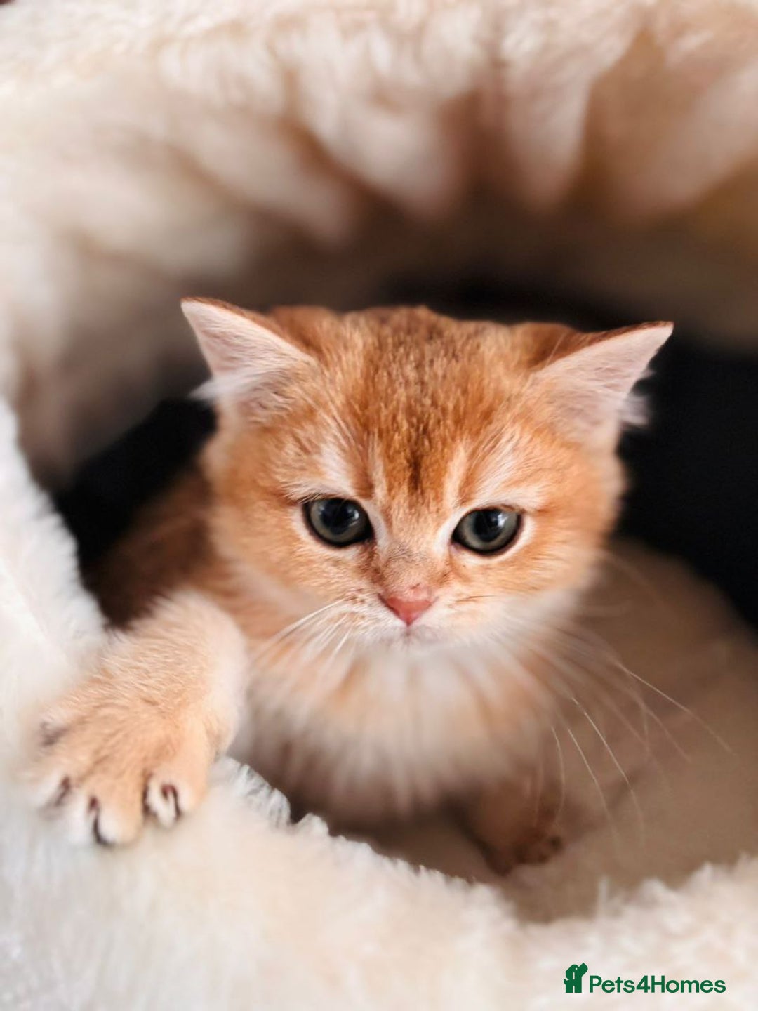 British Shorthair cats for sale: Charming British golden chinchillas - Advert 5