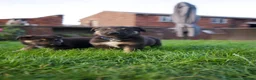 Mixed Breed dogs for sale: Beautiful FarmBred Shollie Puppies–Ready16thAugust - Advert 4