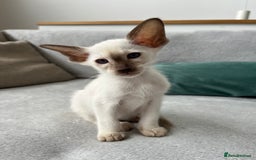 Siamese cats for sale: Siamese Oriental kittens superb pedigree GCCF  - Image 8