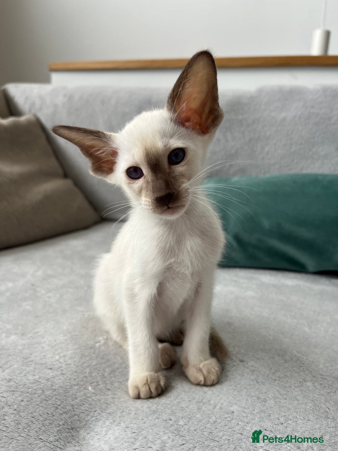 Siamese cats for sale: Siamese Oriental kittens superb pedigree GCCF  - Image 8