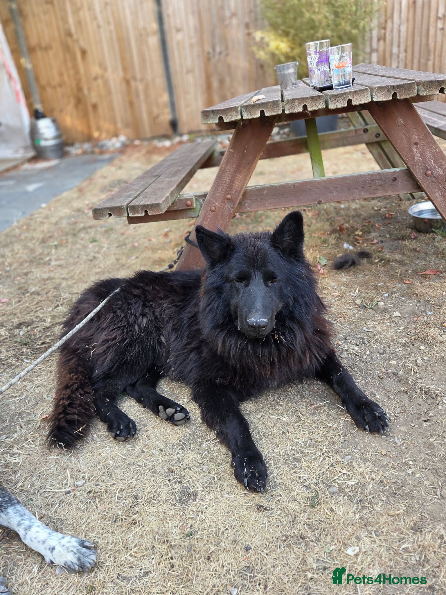 German Shepherd dogs Stunning Long-Haired Black German Shepherd Stud - Advert 1